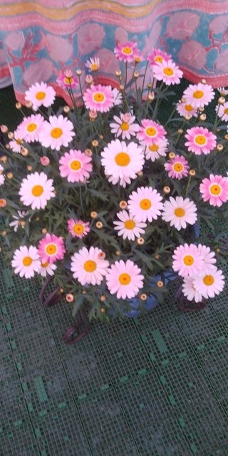 IMG00013.jpg