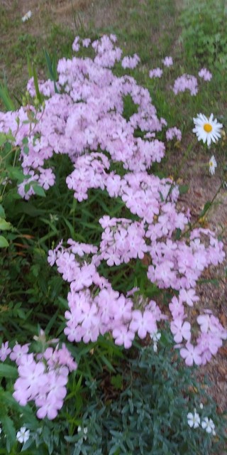 IMG00062.jpg