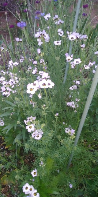IMG00153.jpg