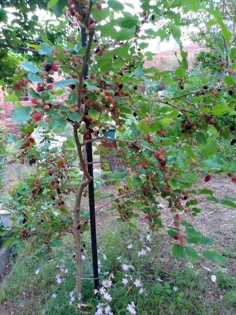 IMG00232_HDR.jpg